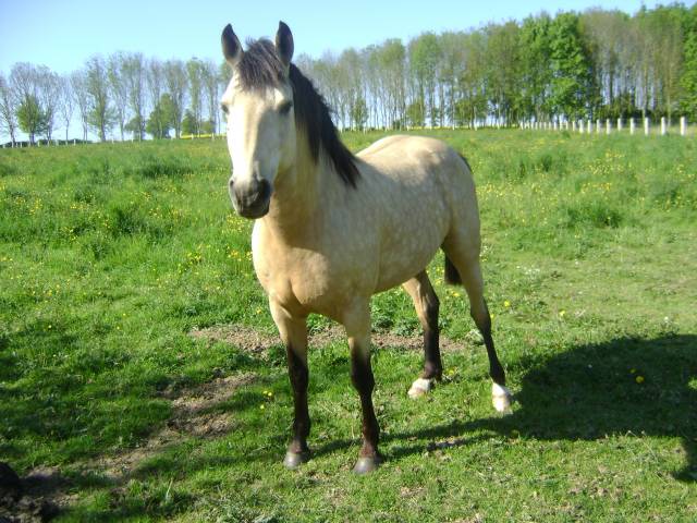 Bounty : propose etalon pour saillir ponette / jument en liberté
