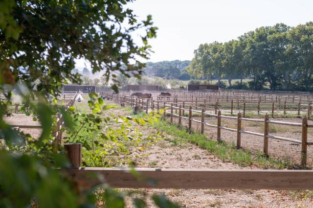 Pension paddock - écuries saint georges 13410 lambesc