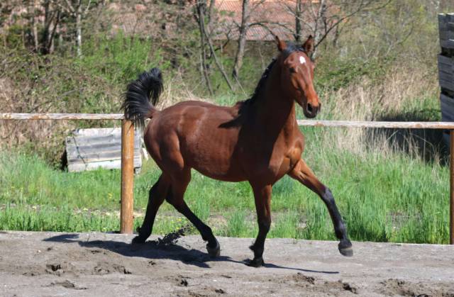 Pouliche hanovrienne d'avenir, vitalis x glamourdale