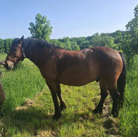 Cheval du vercors de barraquand hongre 8 ans 