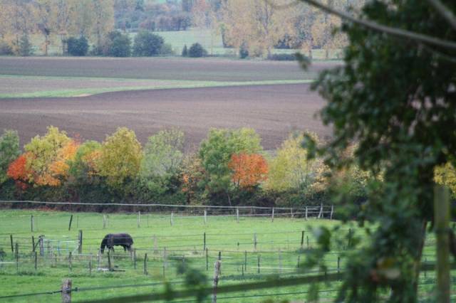 Propriété équestre de 13 hectares (14)