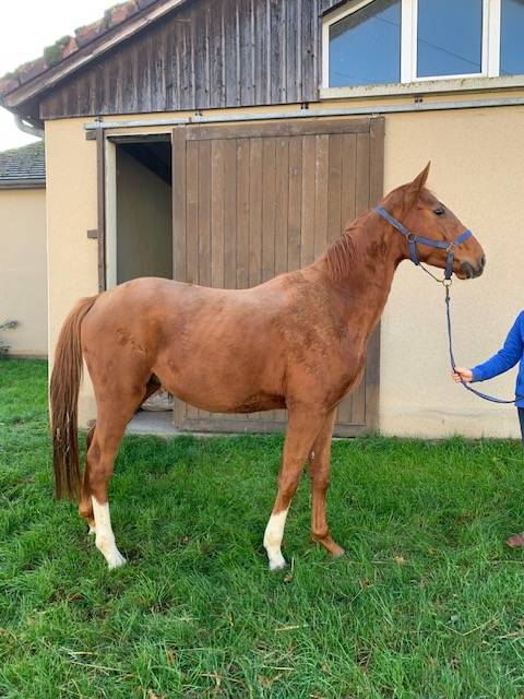 Cheval selle français hongre ne en 2021