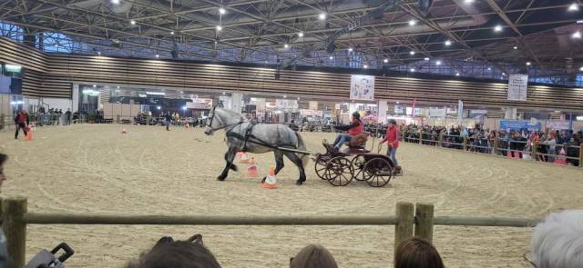 Debourrage attelage et sous la selle