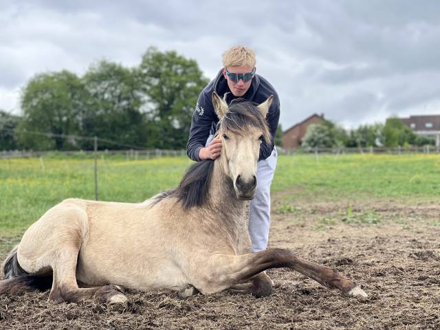 ️adorable pouliche lusitano ❤️