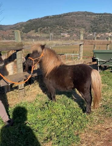 Poney de couleur silver black