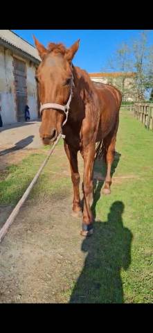 Pension pour chevaux - a l'equi-libre 85000 la roche sur yon