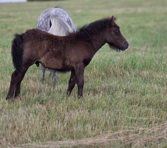 Poulain shetland intermédiaire/standard pp