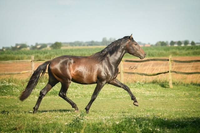 Bien de scuderia : pre dispo à la saillie : bien - fils de poeta x doblón