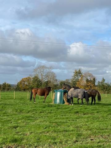 Pension pré chevaux calvados