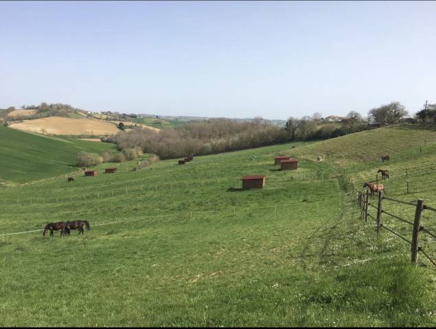 Pensions pour chevaux