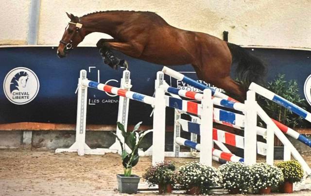 Lindos essef : saillie étalon de sport lindos essef