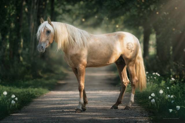 Nene olivares : nene olivares étalon pre palomino