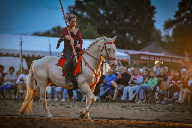 Delirio de bouchetis : etalon lusitanien crème