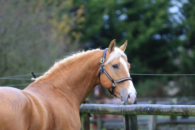 Karat-j  : karat-j étalon palomino wielkopolski agrée aes