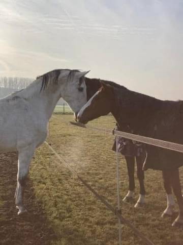 Haras des blanpins 