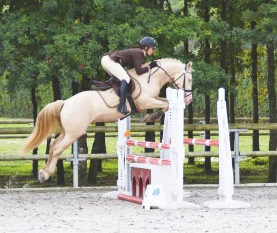Ubiwan des colines : ubiwan des colines, welsh cob agréé welsh et pfs