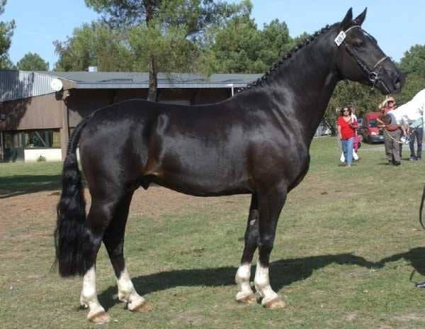 Milord des chouans : milord des chouans, étalon welsh cob agréé welsh et pfs