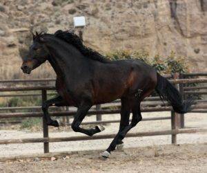 Siroco: magnifique cheval baroque. super mouvements