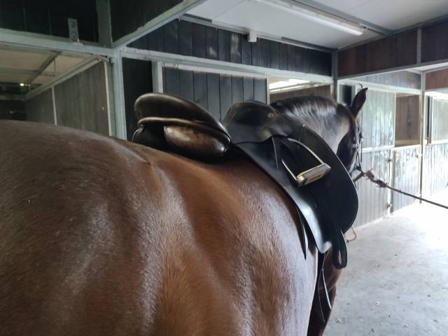 Selle kn dressage 17.5