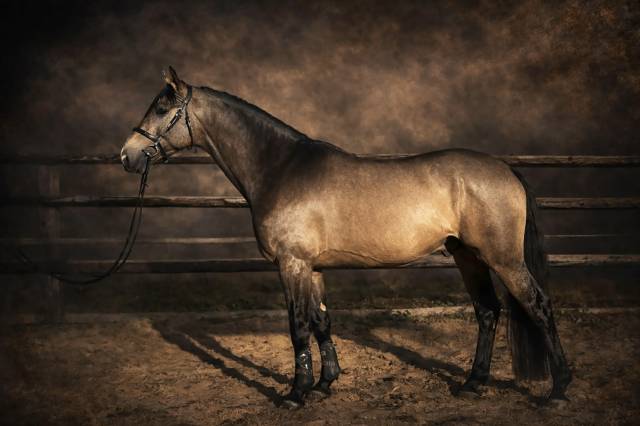 Mystère d’elphen : étalon sport isabelle souche de mylord carthago