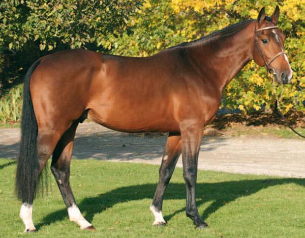 Quarto mail : ⚡ semence congelée – quarto mail, selle français ⚡