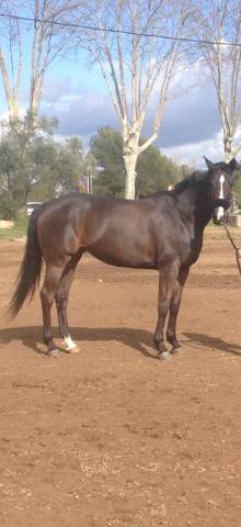Donne jument ex jumping 20 ans contre bons soins