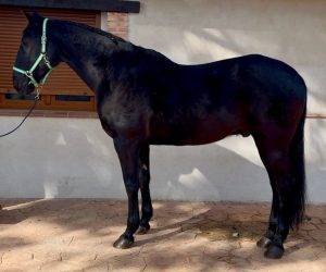 Espiritu: le cheval idéal pour profiter en famille