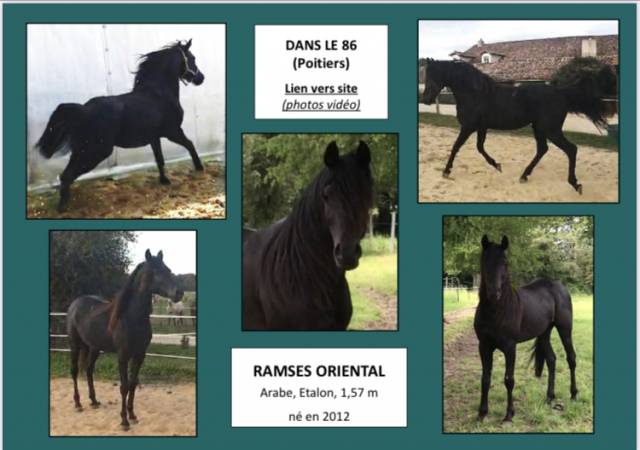 Haras du gremillon chevaux arabes et demi-sang arabes 