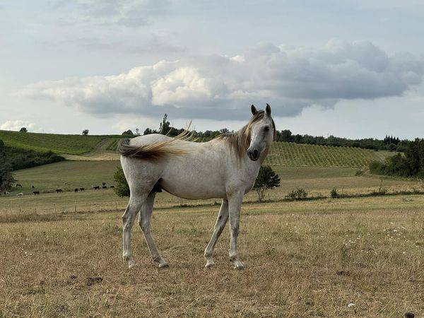 Chevaux pur sang arabe et dsa