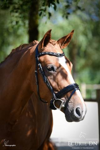 Jument hanovrienne de 5ans lord loxley x goldschmidt 