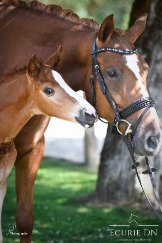 Jument hanovrienne de 5ans lord loxley x goldschmidt 