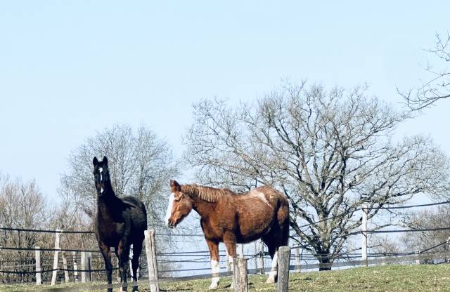 Retraite chevaux