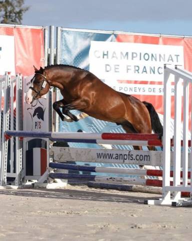 Koetsiershoeve billy of glory : koetsiershoeve billy of glory nf taille b