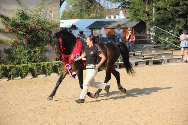 Urukwe de jax : saillie etalon poney