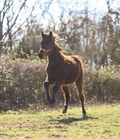 Pouliche selle francais - avenir pour le dressage
