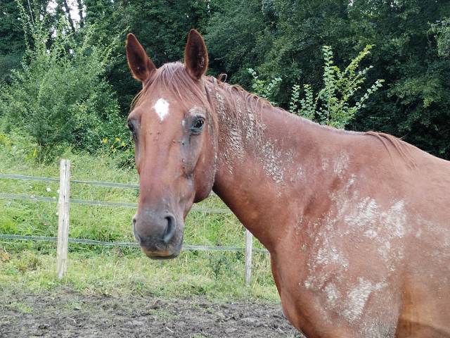 Grand et adorable cheval - sans mors et etho - 77nord