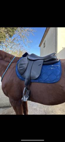Selle forestier séoul 