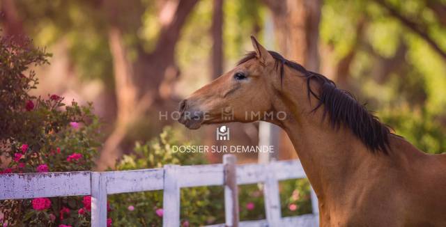 Ecurie de propriétaires, cheval club, poney-club, 5 hectares à