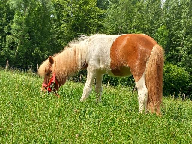 Poulain poney