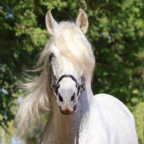 Uno des hounts : saillie etalon 1m70 espagnol pre