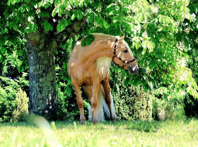 Principe cl : saillie etalon palomino espagnol pre
