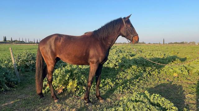 Entier - lusitanien - 3 ans - dressage