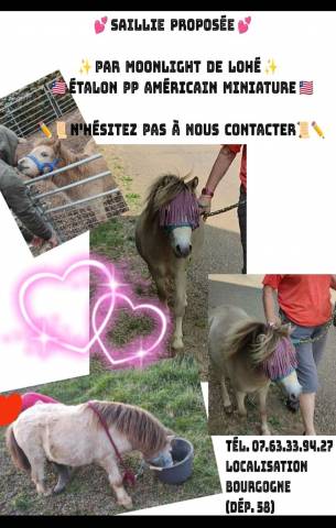 Moonlight  : étalon mini américain, miniature cheval, mini poney