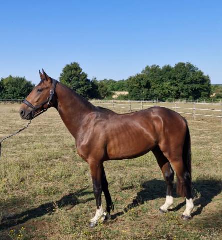 Mâle sf de 2 ans à vendre