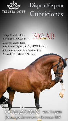 Ocalzo cen - pre pure race espagnole 2010 par jordan de centurion