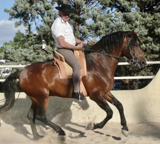 Pur sang lusitanien entier 1m65 - dressage