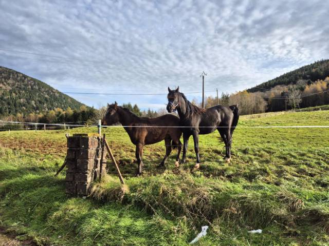 Yel's black jack : saillie psar