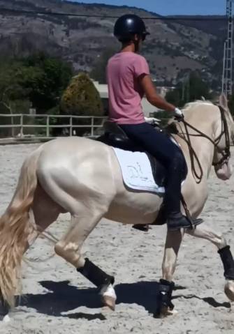 Dolche: a perfect perlino for horse riders amateurs