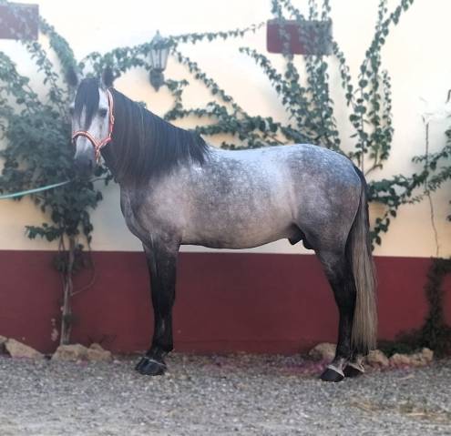 Flamante: élégance et noblesse à l’état pur 