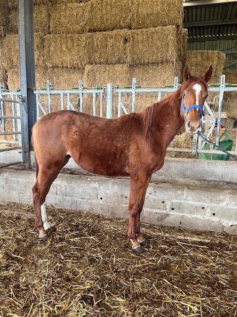Cheval ps nee en 2022
